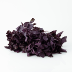 Albahaca Morada Hierba