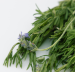 Hierba Lavanda - Image 2