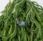 Hierba Lavanda - Image 3