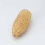 Musu Dominicano
